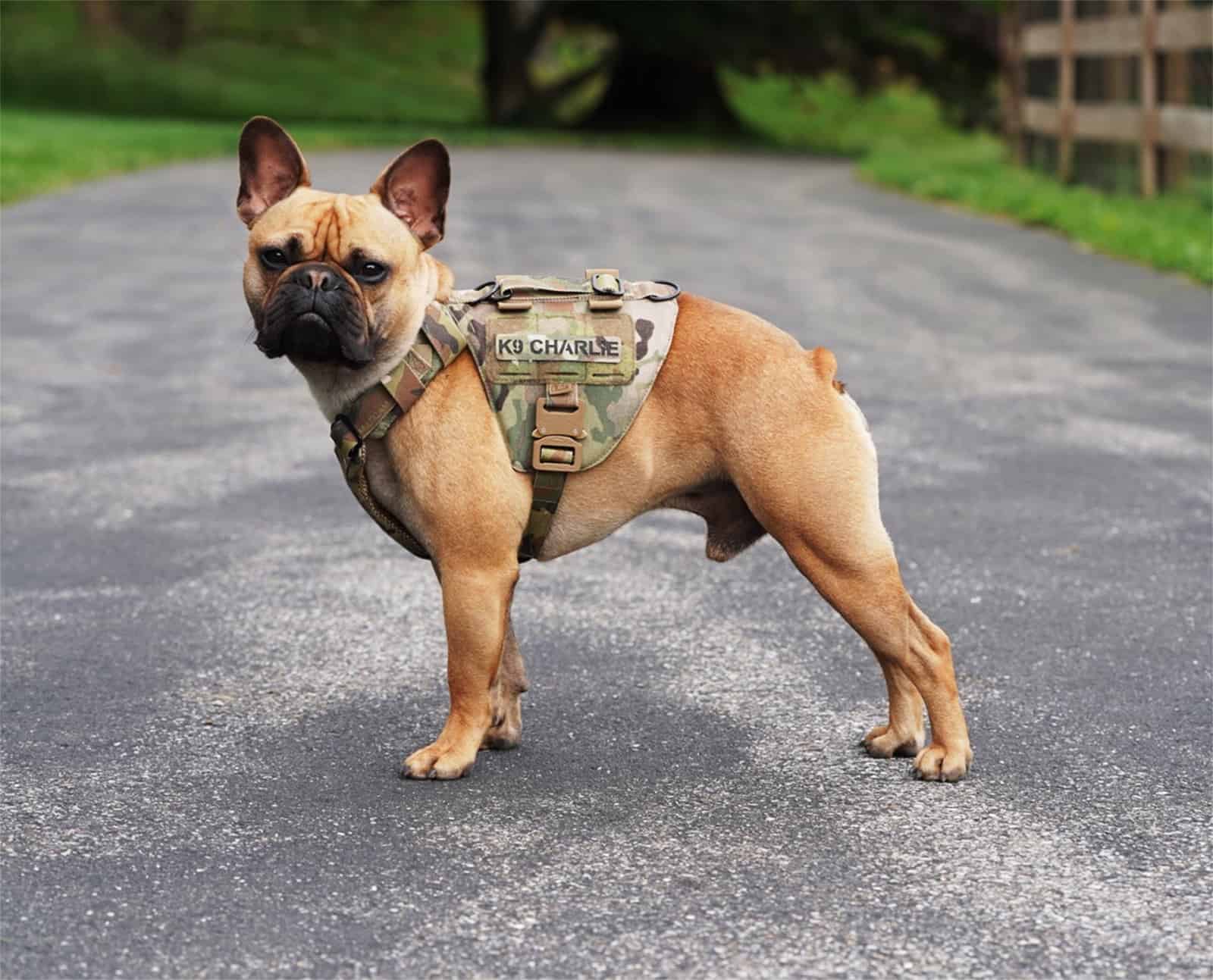 French bulldog 2025 tactical vest